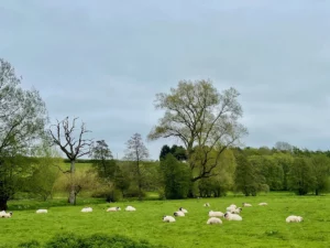 Cotswold pastures of sheep